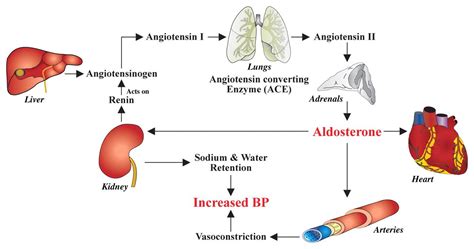 Don't you ever forget the renin-angiotensin-aldosterone system | Renin ...