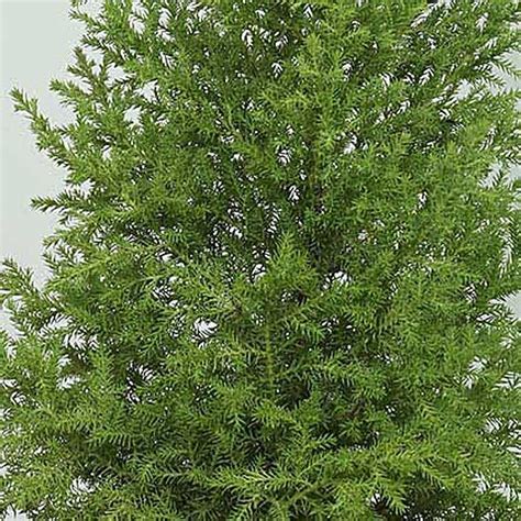 Amazing Cyprus Plant | Gift Golden cypress plant within a pot - Ferns N ...