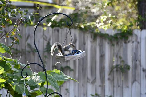 Squirrel Feeder Photos, Download The BEST Free Squirrel Feeder Stock ...