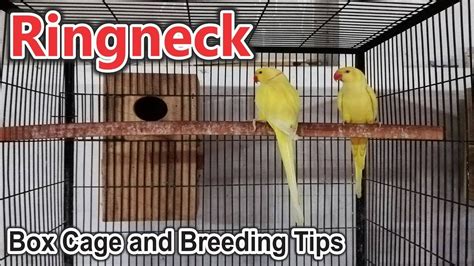 Indian Ringneck Breeding Box, Cage Size, Pairing and Breeding Tips Udru ...