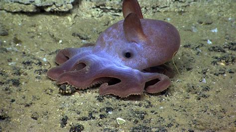 All About Grimpoteuthis, the Dumbo Octopus