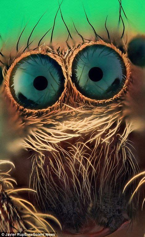 Eerie close up photos of jumping spiders eyes will send you running ...