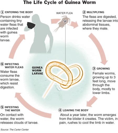 The New York Times > International > Image > The Life Cycle of Guinea Worm