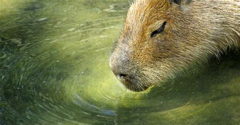 A Capybara Drinking Water · Free Stock Photo