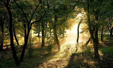 photography, Nature, Plants, Trees, Landscape, Sun Rays, Forest, Summer ...