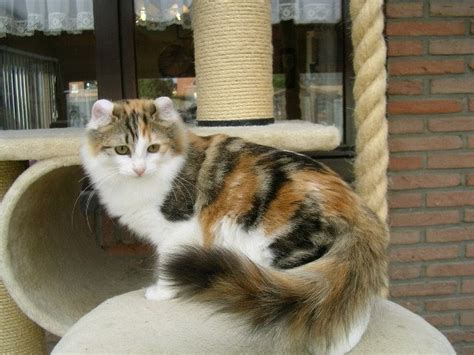 BREEDS CATS: ACL American Curl Longhair