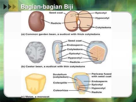 Struktur Biji Benih Dan Fungsinya Lemak - IMAGESEE