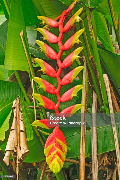 Heliconia Plant In The Rainforest Stock Photo - Download Image Now ...