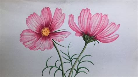 Flowers Drawing With Color Pencil | Best Flower Site