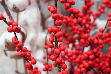 20+ Free Common Holly & Ilex Aquifolium Images - Pixabay