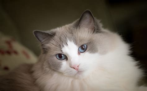 Image Ragdoll cat Fluffy Glance Animals 3840x2400