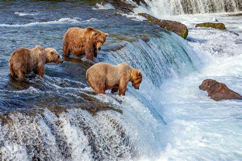 Bears Eating Salmon In Alaska