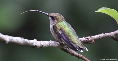 10 Tremendous Tidbits Regarding Hummingbirds | The Rainforest Site Blog