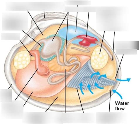 Clam Anatomy Diagram | Quizlet