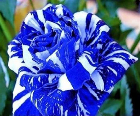 20 Seeds - Rare Blue Strip Shrub Dragon Rose Flower Bush Exotic Plant ...