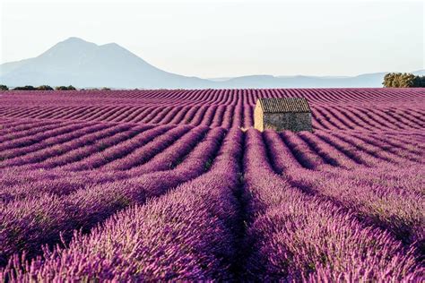 Complete Guide to Visiting the Lavender Fields in Provence | She ...