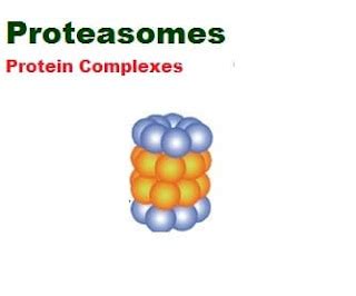 Proteasome - Definition, Structure and Function