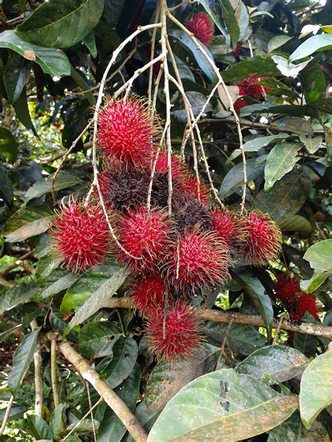 Warisan Petani: Buah Rambutan Tidak Tertuai