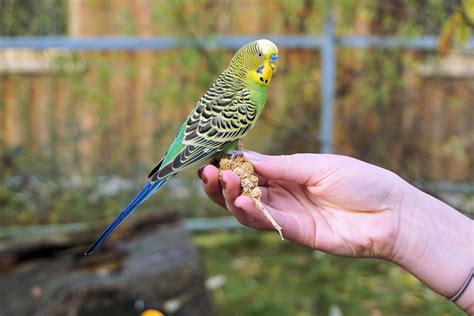 145 Best Bird Names for Budgies, Parrots, Cockatoos and More