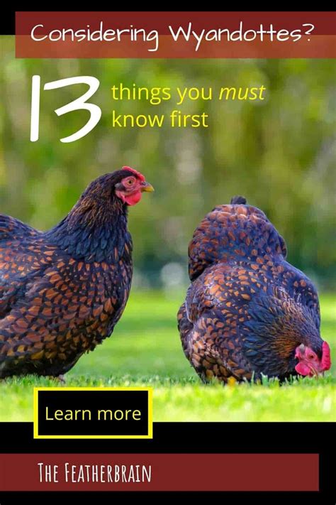 Considering Wyandotte chickens? The 13 things you must know first — The ...