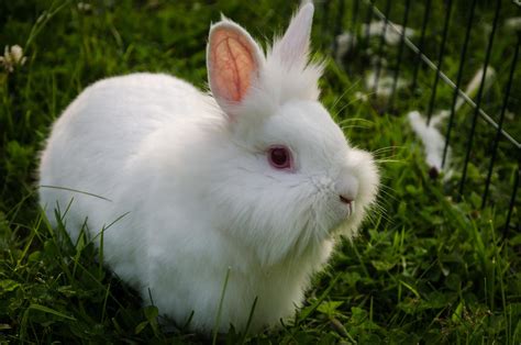 Lionhead Rabbit Information