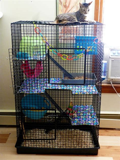 Diy Rat Cage Ramps: A Simple Guide To Building Safe & Functional Ramps ...