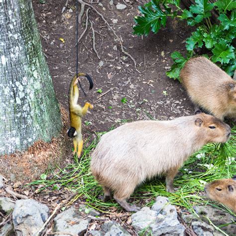 Animals at the Auckland Zoo | Animals at the Auckland Zoo | Flickr