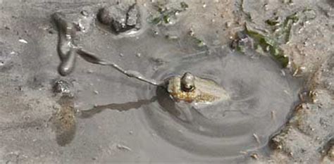 Gold-spotted mudskipper (Periophthalmus chrysospilos)