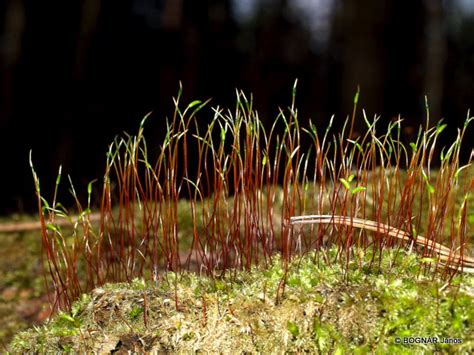 Moss sporophyte I. | Moss plant shows two generations which … | Flickr