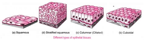 Stratified Columnar Epithelium Diagram - Body Tissues Tissues Groups Of ...