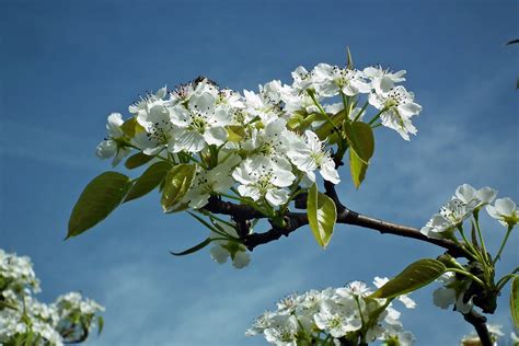 Pear Tree Flowers White - Free photo on Pixabay - Pixabay