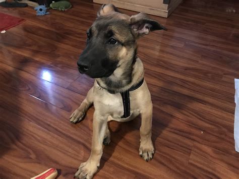 3 months old German shepherd pitbull mix : r/aww