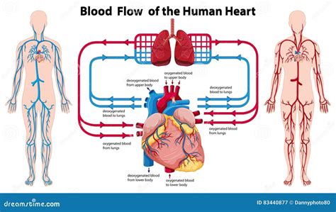 Diagram Showing Blood Flow of the Human Heart Stock Vector ...