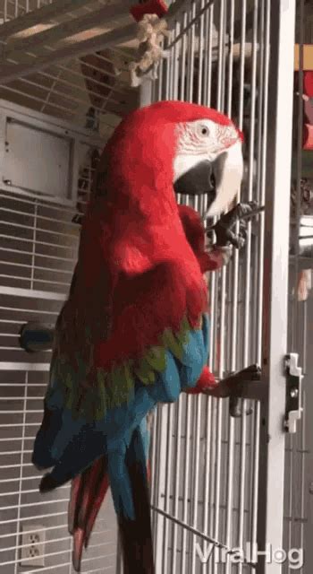 Parrot Dancing GIF - Parrot Dancing Cage - Discover & Share GIFs