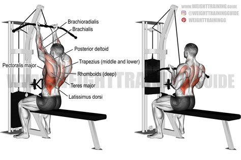 Reverse-grip lat pull-down instructions and video | Weight Training Guide