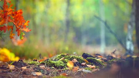 Nature Bokeh Background