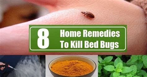 #bedbugtreatment Are you sufferd from problem of Bed Bug , Get quick ...