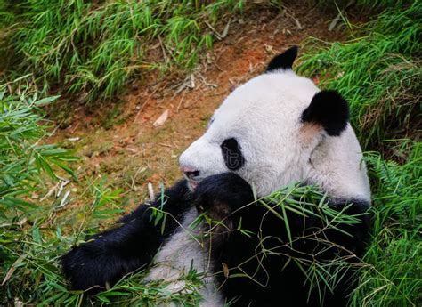 Panda in Singapore zoo stock image. Image of safari, giant - 92737687