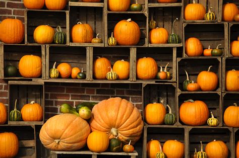 Fall Pumpkin Wallpaper - WallpaperSafari