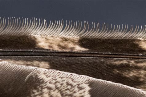 Great Horned Owl Feathers