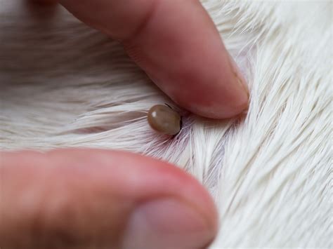 How to: Remove ticks - Vets Now