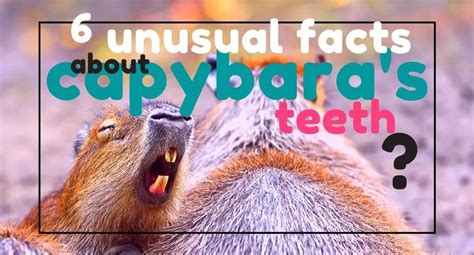 8 Unusual Facts About Capybara Teeth - UntamedAnimals