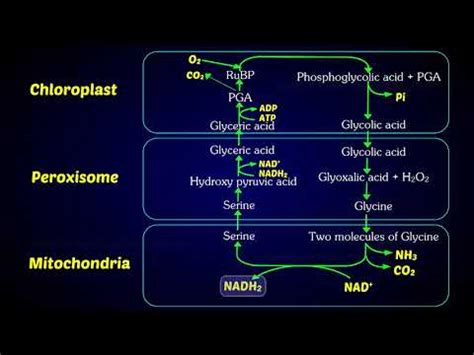 Photorespiration (C2 Cycle) | Photorespiratory pathway - YouTube