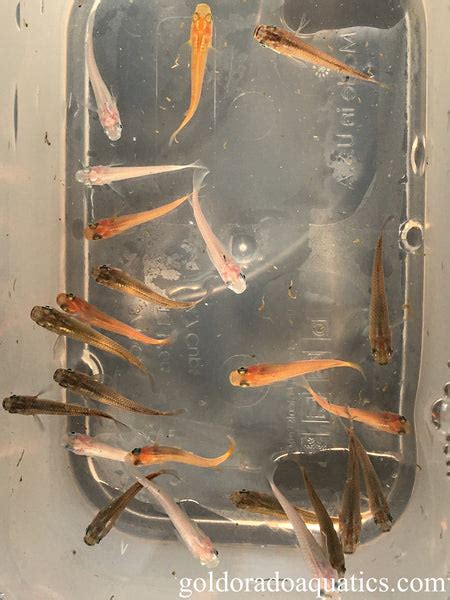 Live Fish for Sale | Japanese Rice Fish (Oryzias latipes) – Goldorado ...