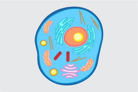 Name four components of an animal cell and describe their functions