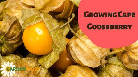 Planting Cape Gooseberry for a Delicious Harvest | Garden Daisy