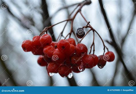 Mountain Ash Tree Berries stock image. Image of orange - 47529085