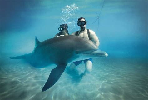 Dolphin Trainer, Cozumel | Lomas Travel