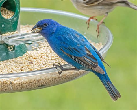 Indigo Bunting - FeederWatch