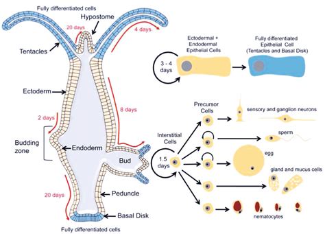 Cell dynamics in an adult Hydra. Cells divide in the body column, and ...